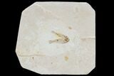 Two Cretaceous Fossil Fish - Morocco #104387-1
